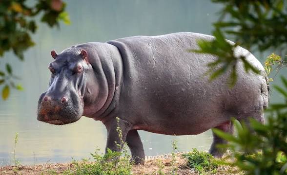 Drame à Afito (Yoto 3): Un habitant tué par un hippopotame, le site écologique fermé